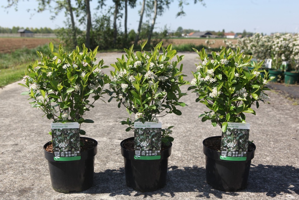 Aronia melanocarpa 'Professor Ed' cont. 3,6L 40-50 cm +f