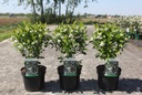 Aronia melanocarpa 'Professor Ed' cont. 3,6L 40-50 cm +f