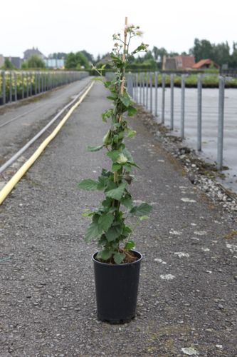 [P] Rubus fruticosus 'Black Satin' cont. 3L high 80-100 cm +p