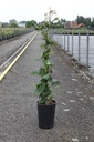 Rubus fruticosus 'Black Satin' cont. 3L high 80-100 cm +ф