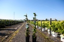 Rubus fruticosus 'Black Satin' cont. 3L hoog 80-100 cm +f