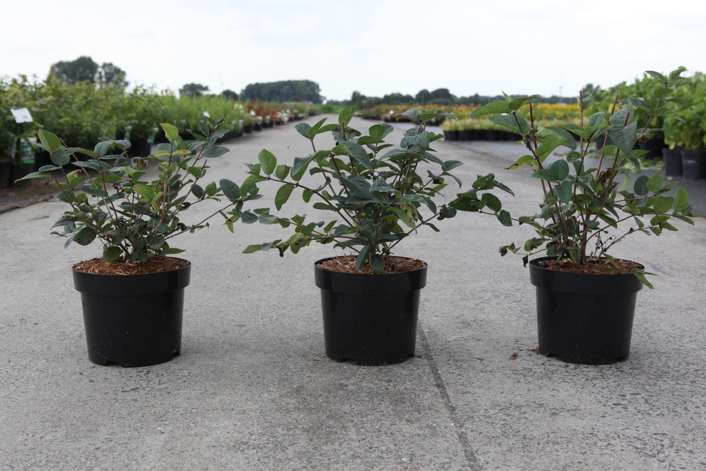 Lonicera tatarica 'Hack's Red' cont. 10L 80-100 cm +ф