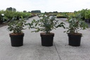 Lonicera tatarica 'Hack's Red' cont. 10L 80-100 cm +ф