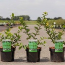 Lonicera fragrantissima cont. 3,6L 50-60 cm +B