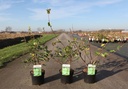 Lonicera fragrantissima cont. 3,6L 50-60 cm +p
