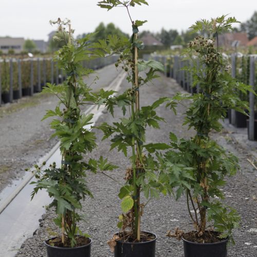 [P] Rubus fruticosus 'Thornless Evergreen' cont. 3L haut 80-100 cm +p