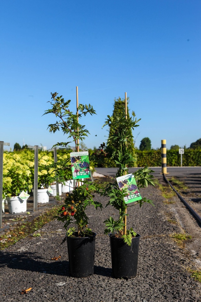 [P] Rubus fruticosus 'Thornless Evergreen' cont. 3L hoch 80-100 cm +B