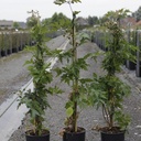 Rubus fruticosus 'Thornless Evergreen' cont. 3L high 80-100 cm +p