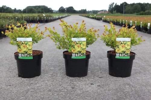 Betula nana 'Golden Treasure' (PBR) cont. 3,6L 30/+ cm +B