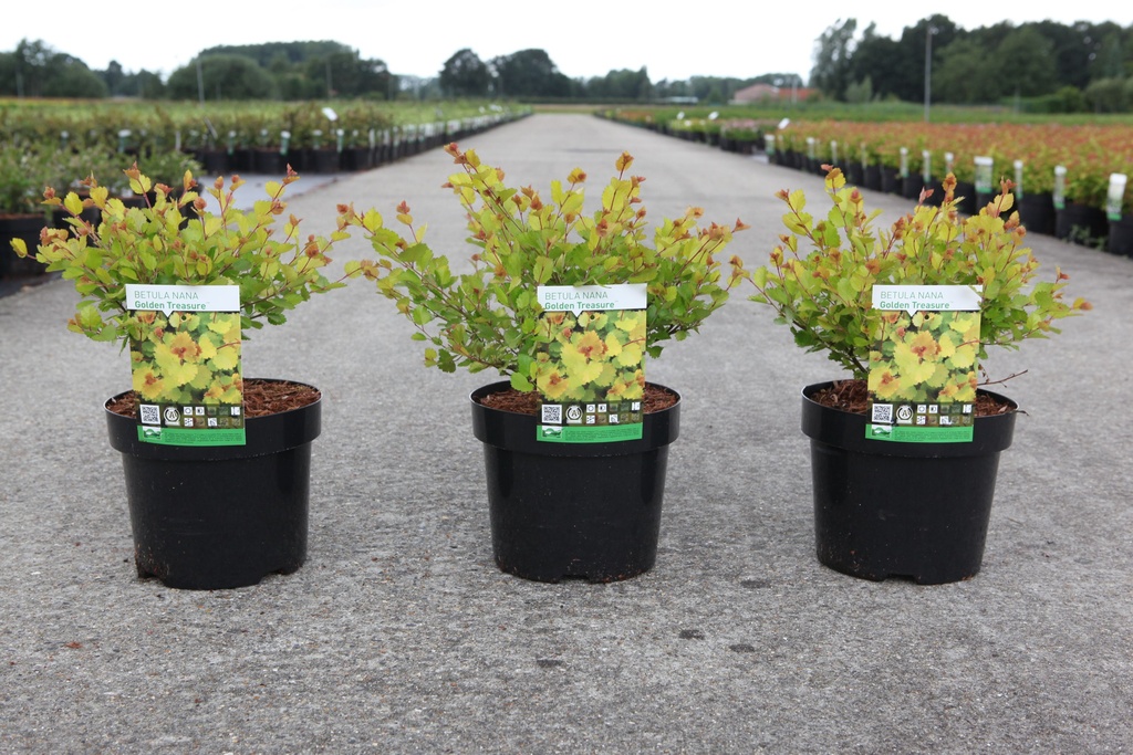 Betula nana 'Golden Treasure' (PBR) cont. 3,6L 30/+ cm +p