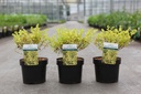 Betula nana 'Golden Treasure' (PBR) cont. 3,6L 30/+ cm +ф