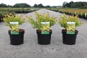 Betula nana 'Golden Treasure' (PBR) cont. 3,6L 30/+ cm +B