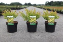 Betula nana 'Golden Treasure' (PBR) cont. 3,6L 30/+ cm +B