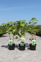 Rubus odoratus cont. 3,6L 40/+ cm +f