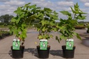 Rubus odoratus cont. 3,6L 40/+ cm +p