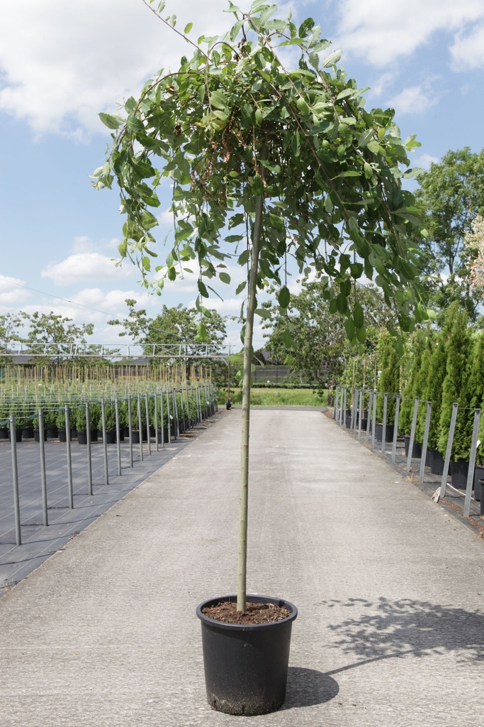 [P] Salix caprea 'Kilmarnock' cont. 25L tige haute 8-10