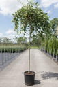 Salix caprea 'Kilmarnock' cont. 25L hoogstam 8-10