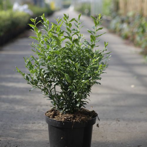 [P] Sarcococca confusa cont. 7,5L 40-50 cm +B