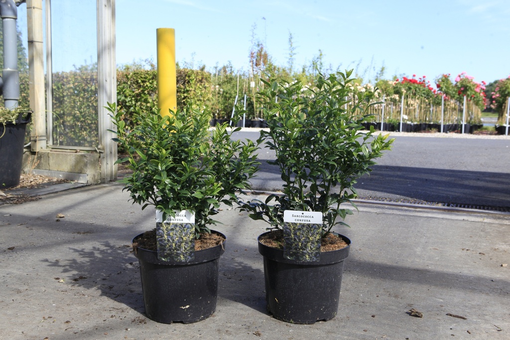 [P] Sarcococca confusa cont. 7,5L 40-50 cm +f