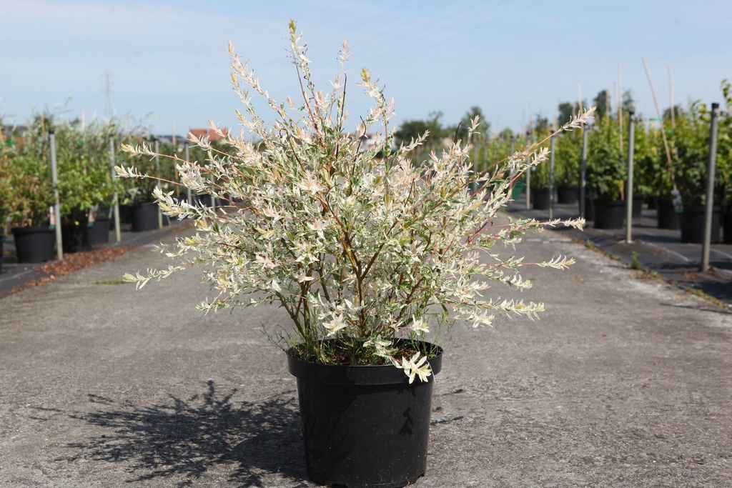 Salix integra 'Hakuro-nishiki' cont. 10L 60-80 cm +B
