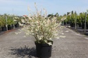 Salix integra 'Hakuro-nishiki' cont. 10L 60-80 cm +B