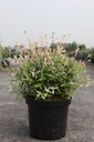 Salix integra 'Hakuro-nishiki' cont. 10L 60-80 cm +p