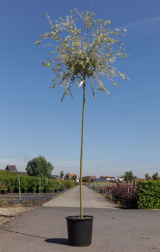 [P] Salix integra 'Hakuro-nishiki' cont. 25L tige haute 8-10 +p