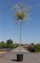 Salix integra 'Hakuro-nishiki' cont. 25L hoogstam 8-10 +f