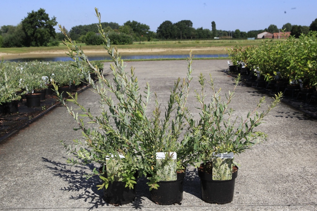 [P] Salix integra 'Hakuro-nishiki' cont. 3,6L 40-50 cm +f