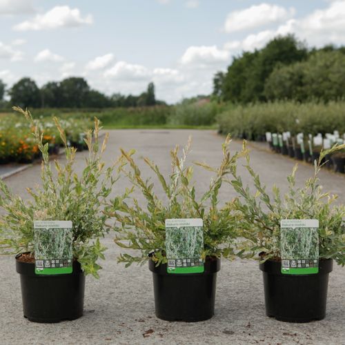Salix integra 'Hakuro-nishiki' cont. 3,6L 40-50 cm +p