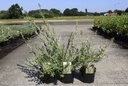 Salix integra 'Hakuro-nishiki' cont. 3,6L 40-50 cm +f