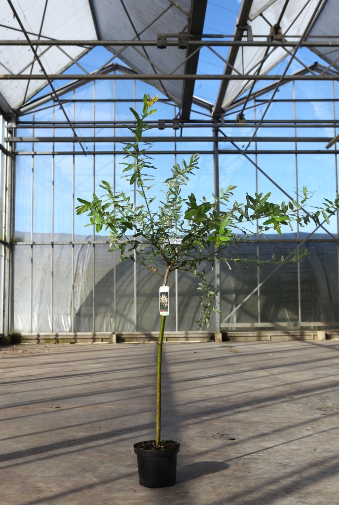 [P] Salix integra 'Hakuro-nishiki' cont. 3L 60 cm standard