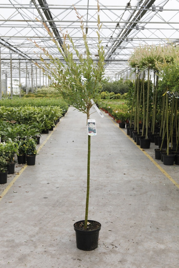 [P] Salix integra 'Hakuro-nishiki' cont. 4L 80 cm standard