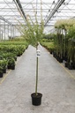 Salix integra 'Hakuro-nishiki' cont. 4L 80 cm stam
