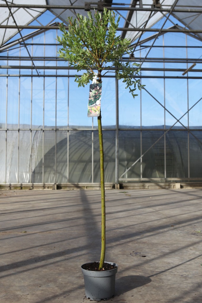 [P] Salix integra 'Hakuro-nishiki' cont. 4L 100 cm standard