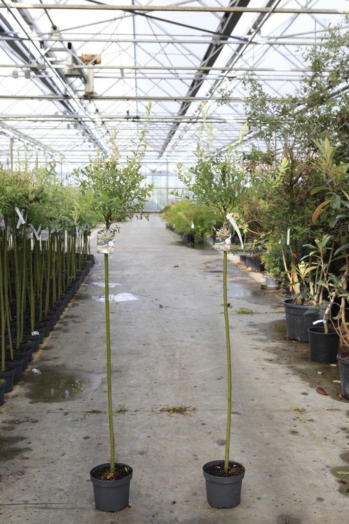 [P] Salix integra 'Hakuro-nishiki' cont. 5L 120 cm stam