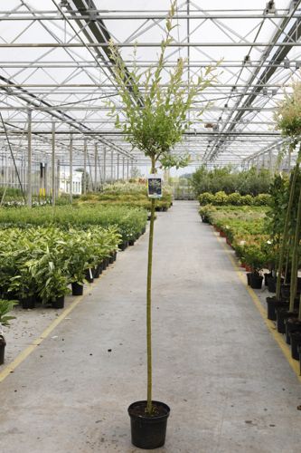 [P] Salix integra 'Hakuro-nishiki' cont. 5L 120 cm tige