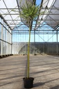 Salix integra 'Hakuro-nishiki' cont. 5L 120 cm Stamm