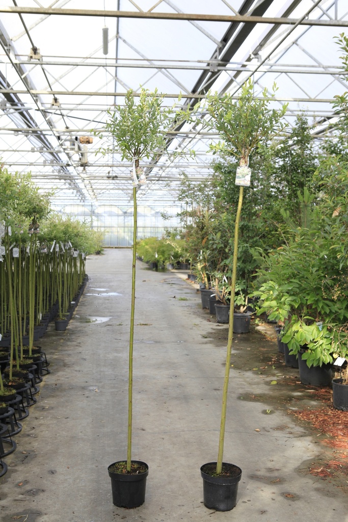 [P] Salix integra 'Hakuro-nishiki' cont. 7,5L 180 cm stam