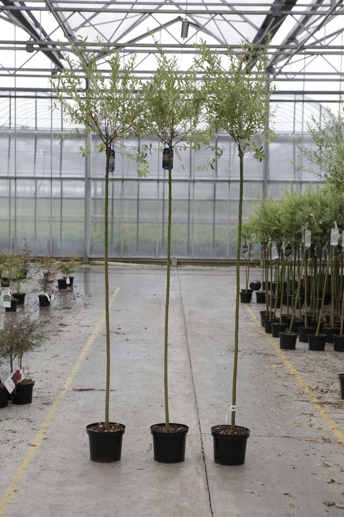 [P] Salix integra 'Hakuro-nishiki' cont. 7,5L 180 cm tige