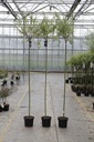 Salix integra 'Hakuro-nishiki' cont. 7,5L 180 cm stam