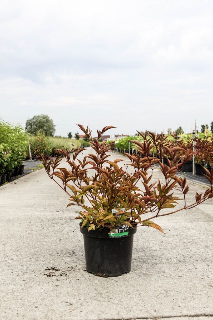 Sambucus nigra BLACK BEAUTY (PBR) cont. 10L 80/+ cm +ф