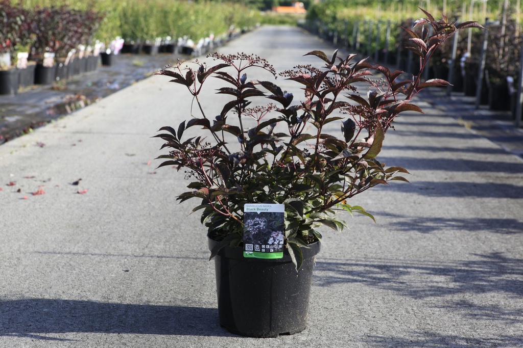 [P] Sambucus nigra BLACK BEAUTY (PBR) cont. 10L 80/+ cm +f