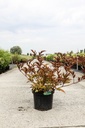 Sambucus nigra BLACK BEAUTY (PBR) cont. 10L 80/+ cm +ф