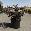 Sambucus nigra BLACK BEAUTY (PBR) cont. 10L 80/+ cm +B