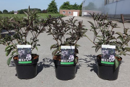 [P] Sambucus nigra BLACK BEAUTY (PBR) cont. 3,6L 30-40 cm +p