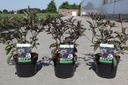 Sambucus nigra BLACK BEAUTY (PBR) cont. 3,6L 30-40 cm +p