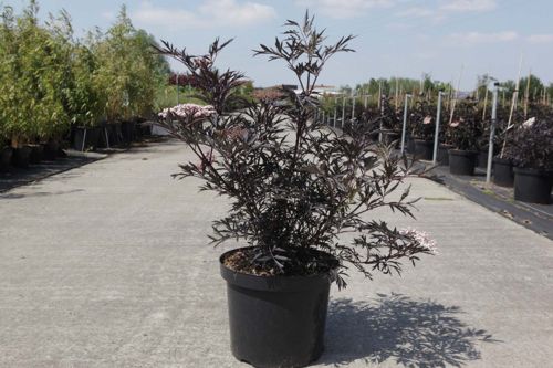 [P] Sambucus nigra BLACK LACE (PBR) cont. 10L 60-80 cm +B