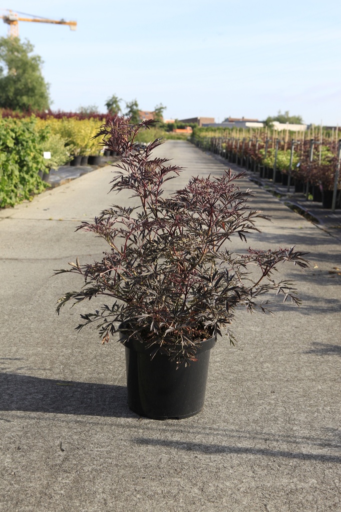 Sambucus nigra BLACK LACE (PBR) cont. 10L 60-80 cm +B