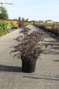 Sambucus nigra BLACK LACE (PBR) cont. 10L 60-80 cm +B